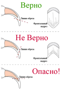 Стрижка когтей