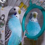 Уход за волнистыми попугайчиками